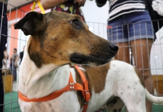Feira de adoção de animais acontece sábado no Cariri Garden Shopping