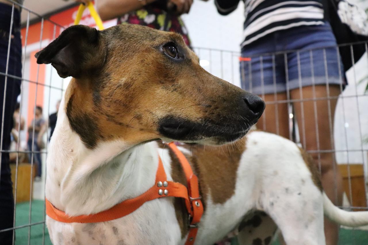 Feira de adoção de animais acontece sábado no Cariri Garden Shopping