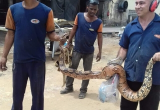 Jibóia resgatada em fábrica de calçados em Barbalha