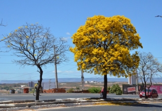 O florear dos Ipês no Cariri Cearense