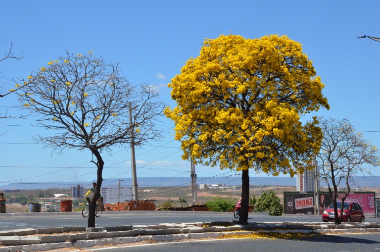 O florear dos Ipês no Cariri Cearense