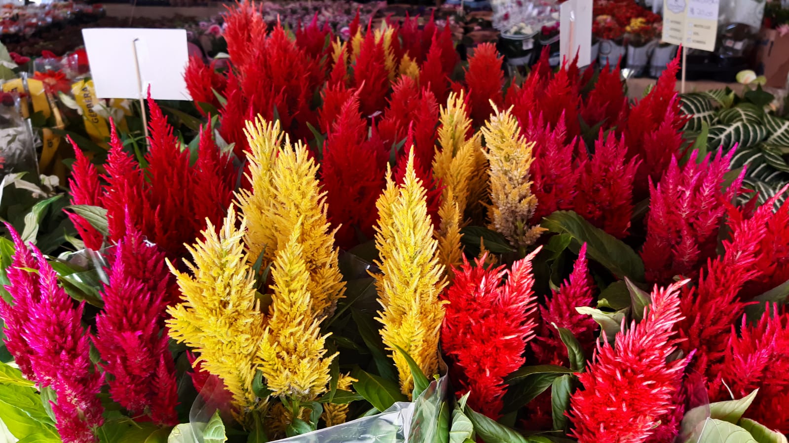 XI Festival das Flores de Holambra ficará até terça-feira no Cariri