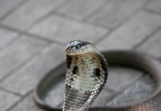 Cobra da espécie Naja, em imagem de arquivo